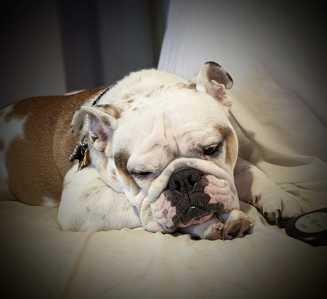 Cushing's Disease in Dogs: Know the Signs Before it's Too Late