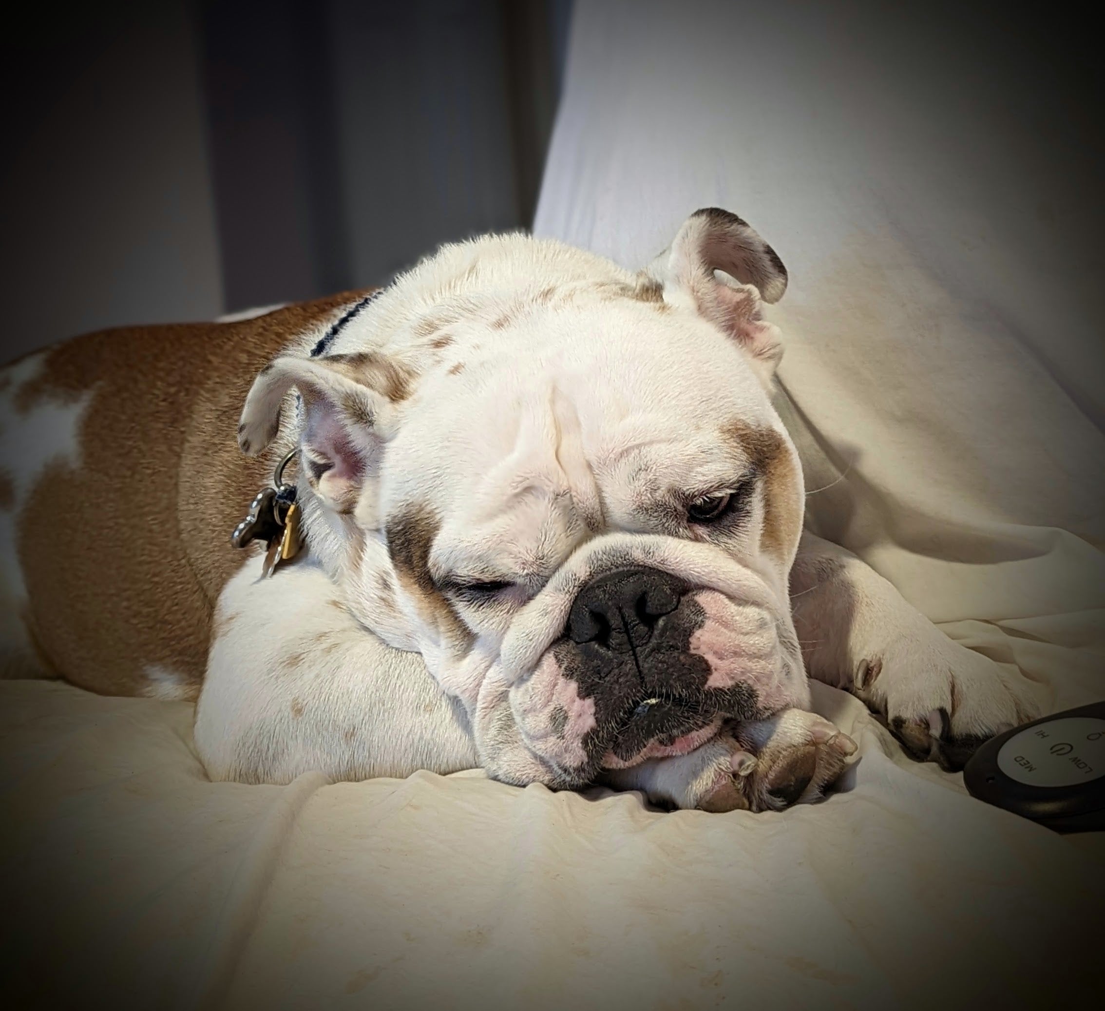Cushing's Disease in Dogs: Know the Signs Before it's Too Late
